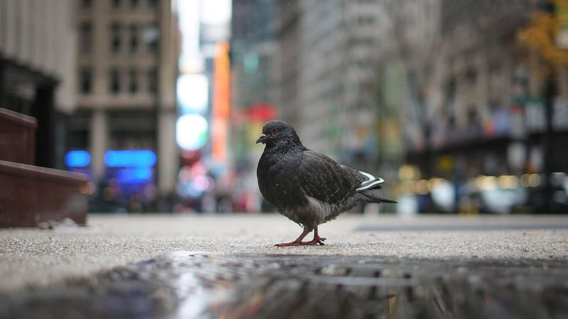 Pigeon