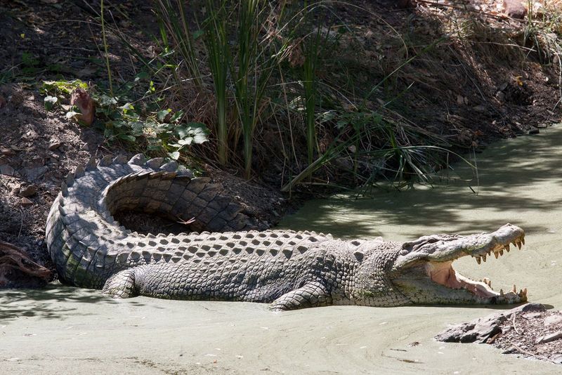 Saltwater Crocodile