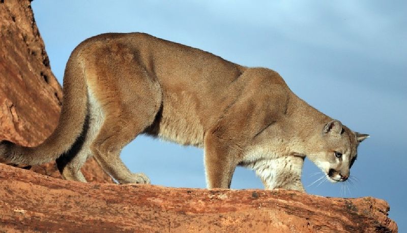 Pumas Are Exclusively Mountain Dwellers