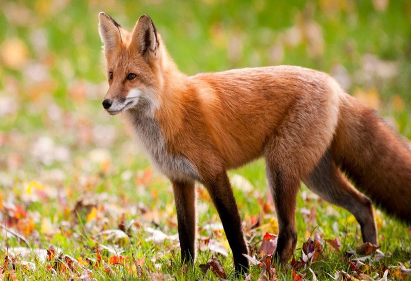 Sierra Nevada Red Fox