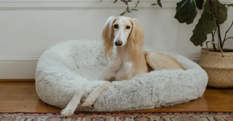 Saluki