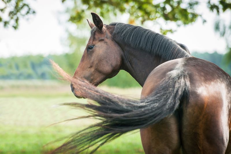 Nervous Tail Swishing