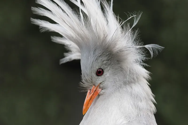 Kagu's Crested Crown