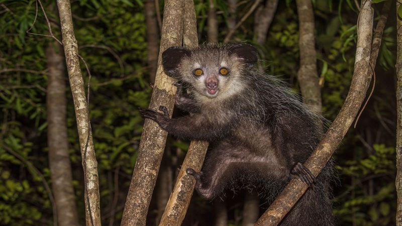 Aye-Aye