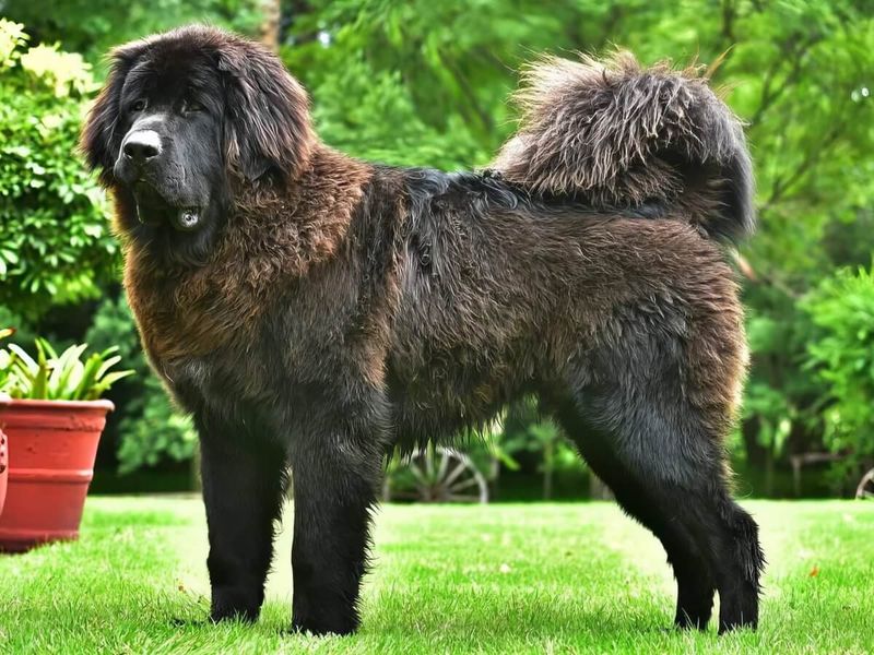 Tibetan Mastiff: The Mountain Guardian