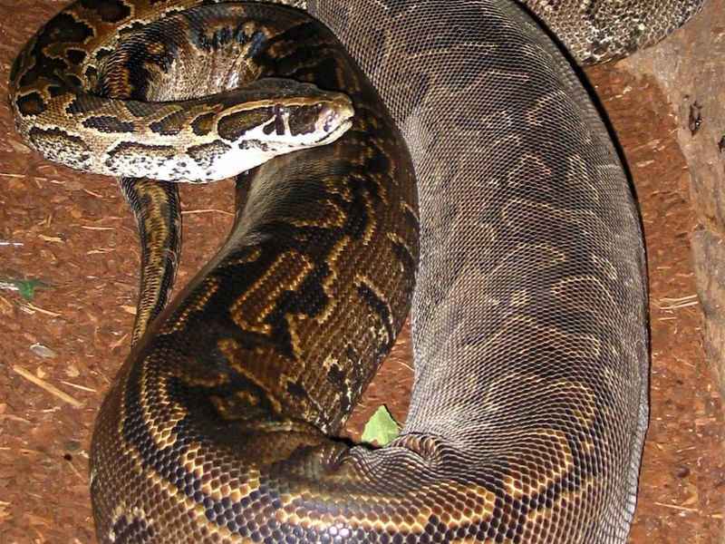 The Snake's Heating Vent Vacation