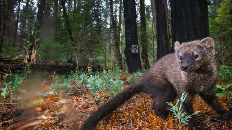 Pacific Fisher
