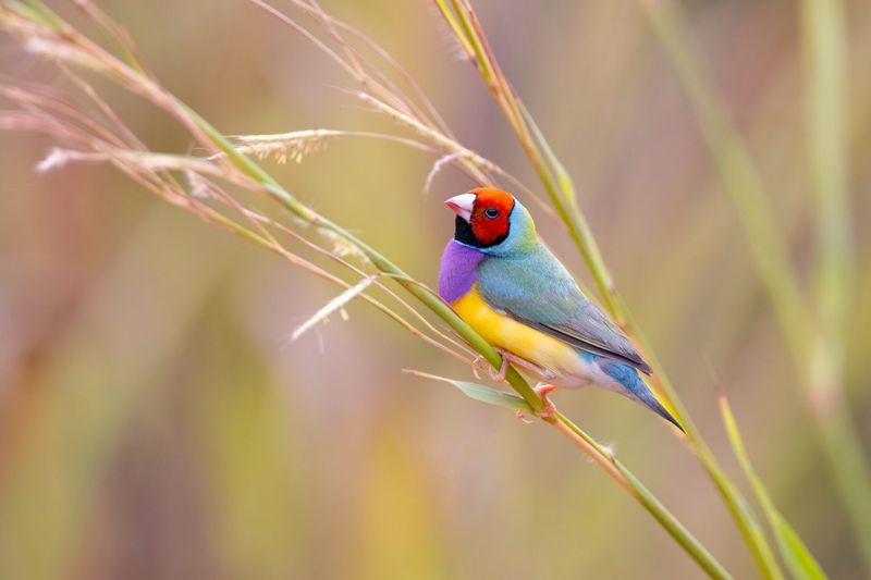 Gouldian Finch