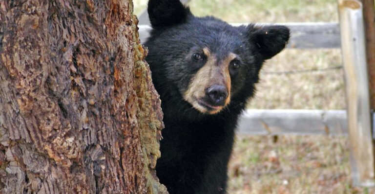 Keep Bears Away Using These Common Smells