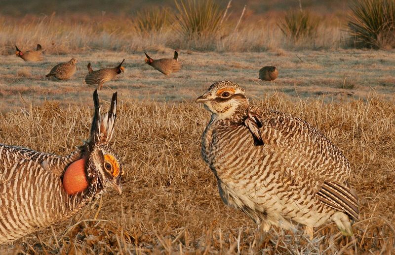 Protect Grasslands And Wetlands