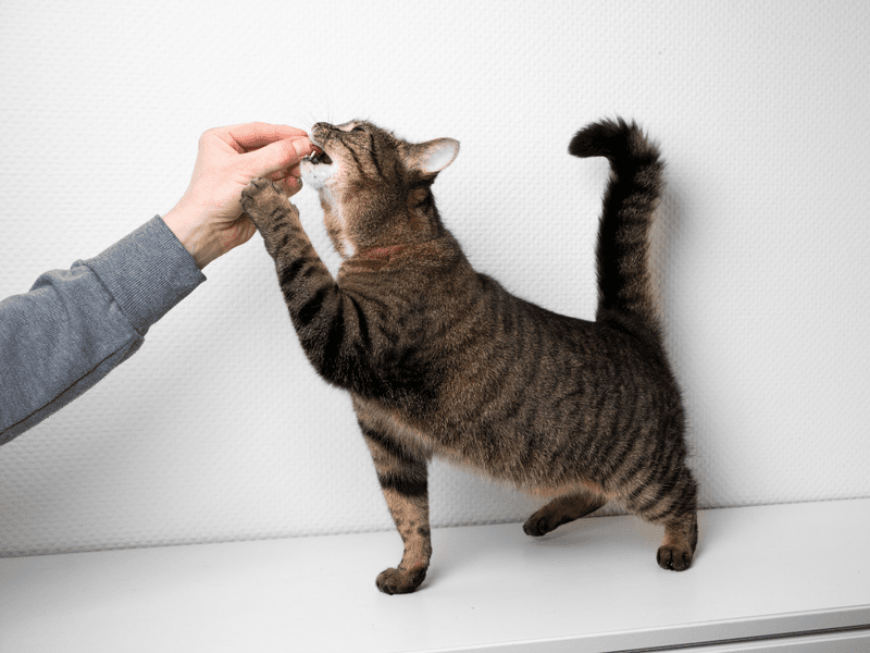Use High-Value Treats