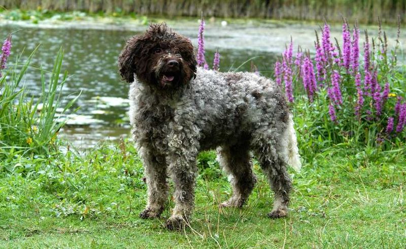 Lagotto Romagnolo