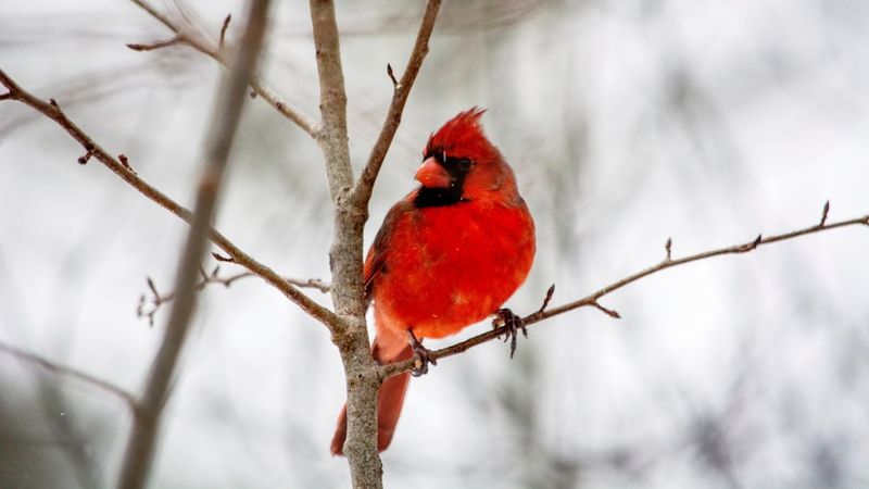 Northern Cardinal