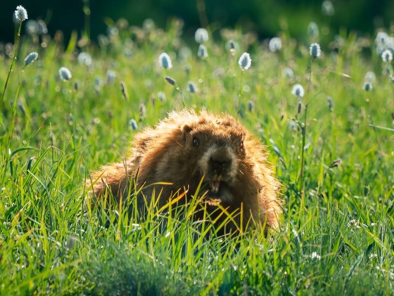 Olympic Marmot