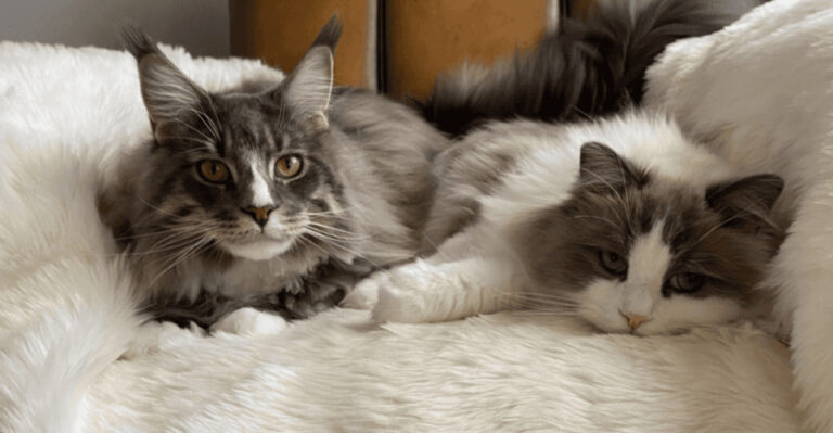 Key Differences Between Ragdoll And Maine Coon Cats