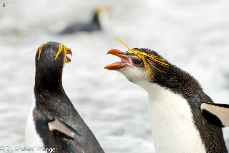 Royal Penguin