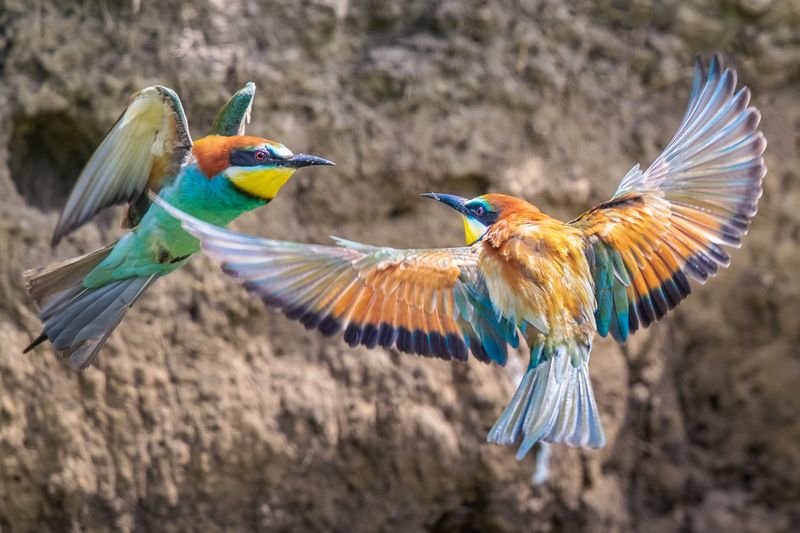 Bee-eater