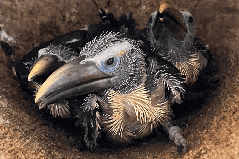 Toucan Nestlings With Massive Potential