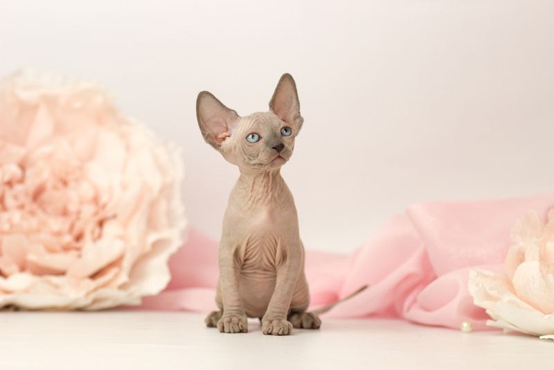 Elf Cat