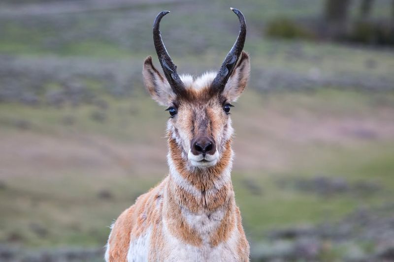Sonoran Pronghorn