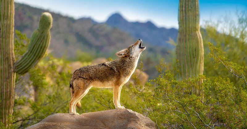 Coyote