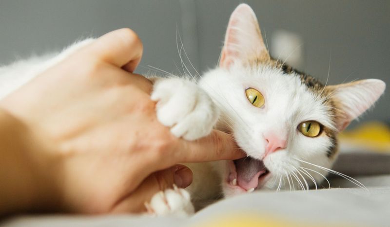 Love Bites