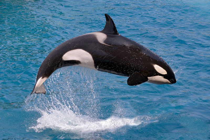 Orca Whale
