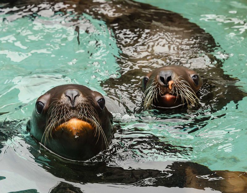 Sea Lion