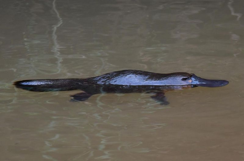 Platypus