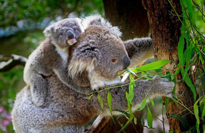 Bushfires And Habitat Loss