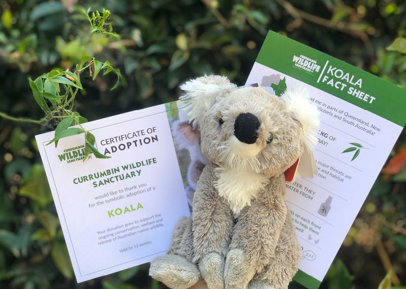 Adopt A Koala Program