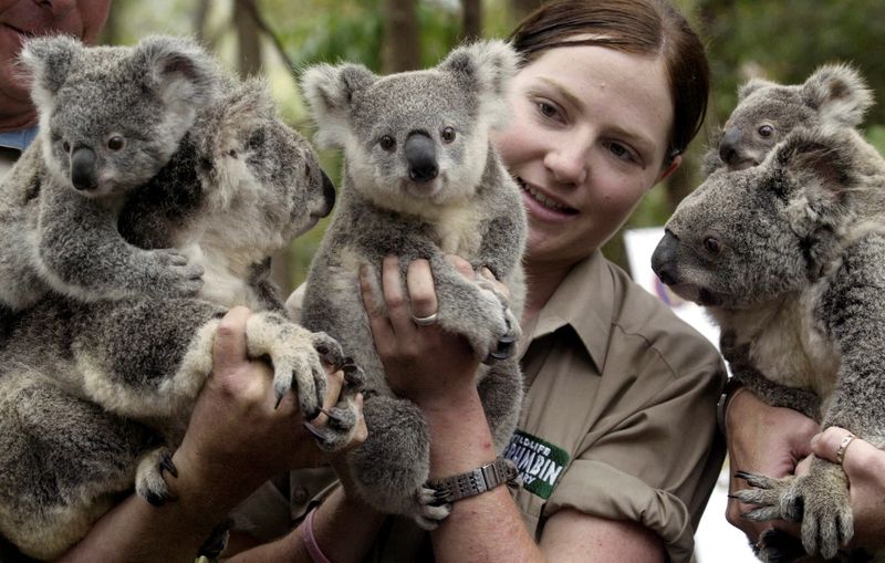 National Wild Koala Day Launched