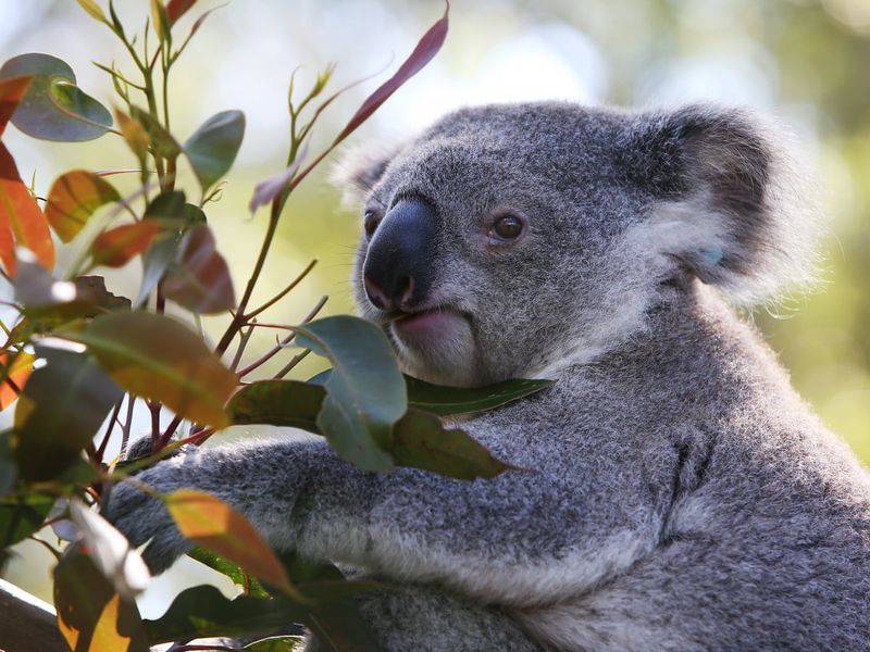 The Koala Fur Trade