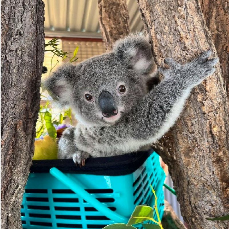Wildlife Sanctuary Tours And Volunteer Days