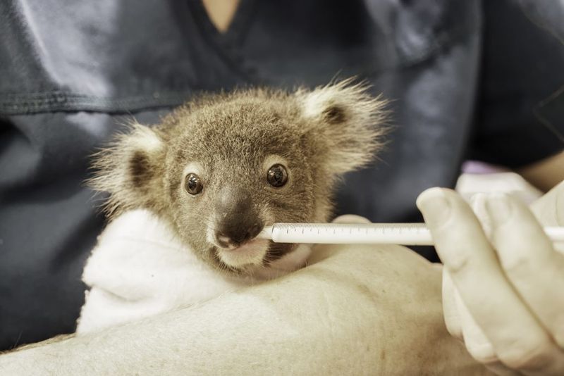 Koala Health Checks And Rescue Missions