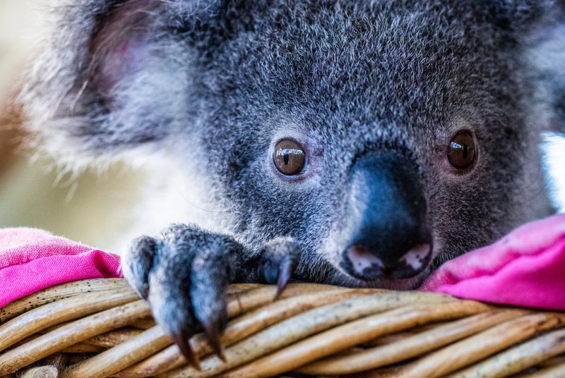 Koala Awareness Campaigns