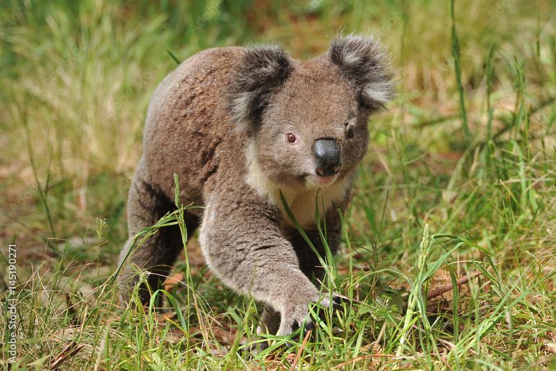 Koalas Are Always Found In Trees