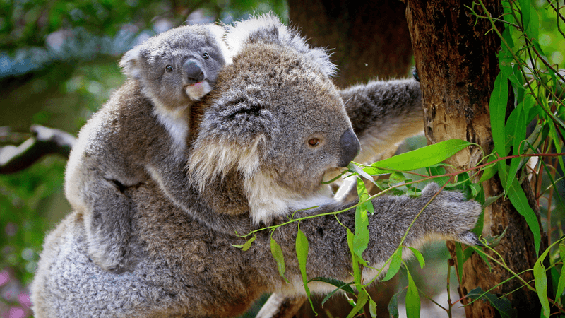 Koalas Have A Short Lifespan