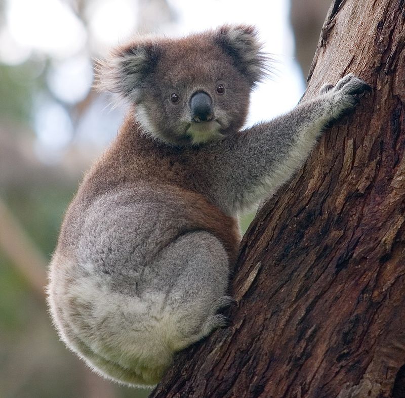 Koalas Have Different Regional Variations