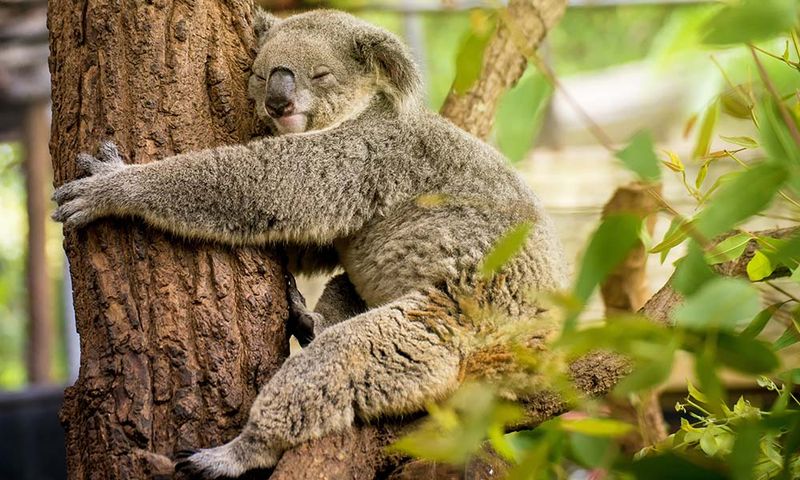 Koalas Are Lazy