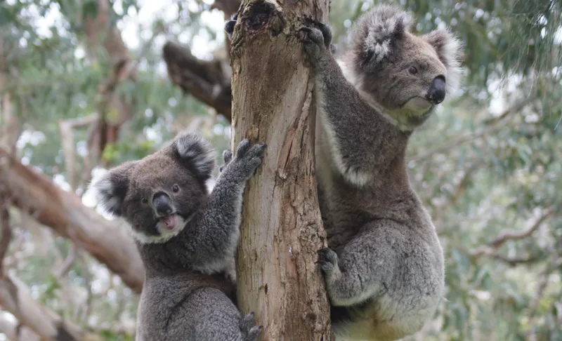 Koalas Are Social Creatures
