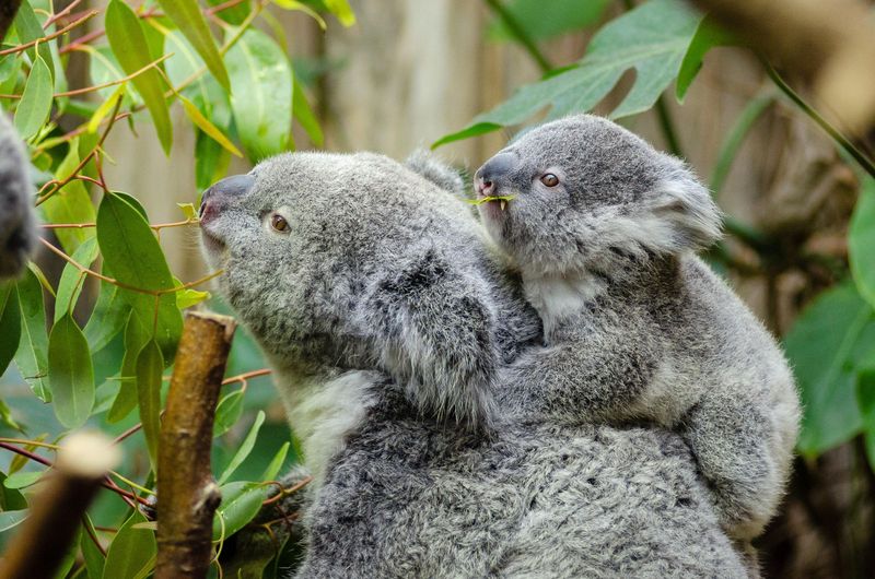 Koalas Can Survive On Any Eucalyptus Leaf