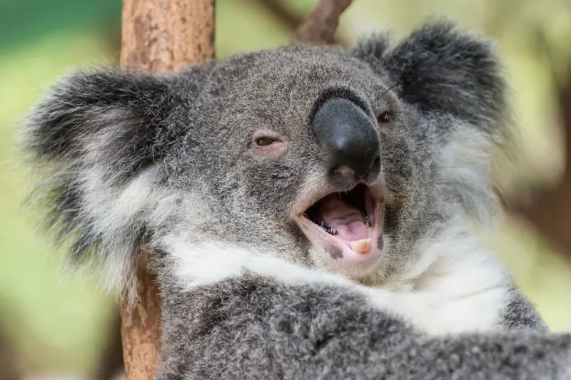 Koalas Have Large Ears
