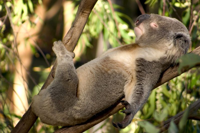 Koalas Have A Low Metabolism