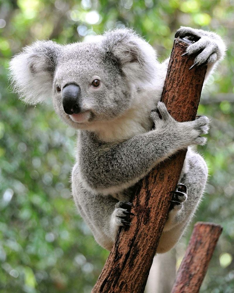 Koalas Have No Natural Predators