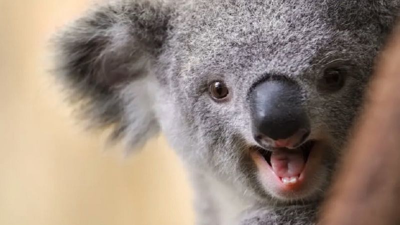 Koalas Communicate With Grunts And Bellowing Calls