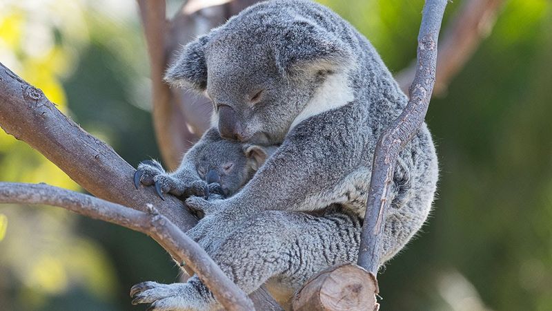 Koalas Are Born Fully Developed
