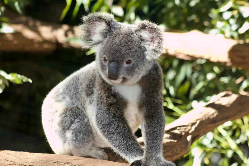 Koalas Don’t Communicate