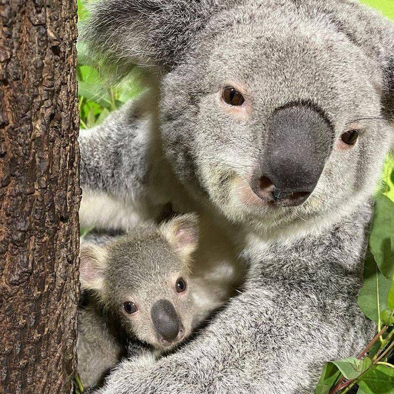 Koalas Have A Special Pouch For Their Babies