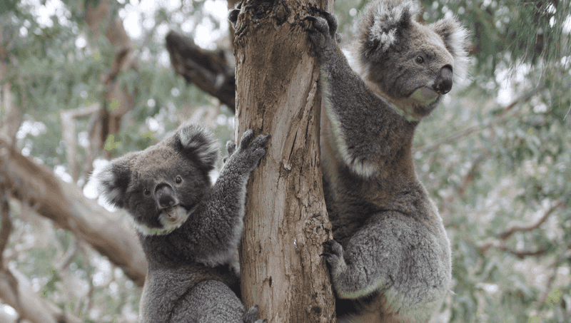 Koalas Are Always Calm And Friendly
